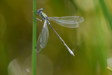 Sightings and news to week ending 15 July